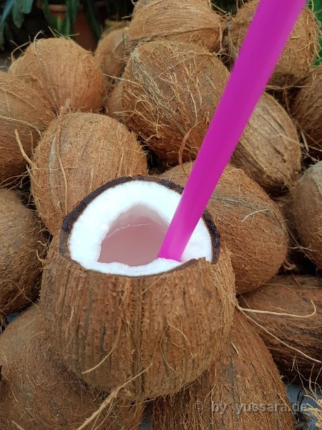 Frische Kokosnuss, mit oder ohne Kokosnuss Rum, als Begrüßung Cocktail für ihre Gäste  41